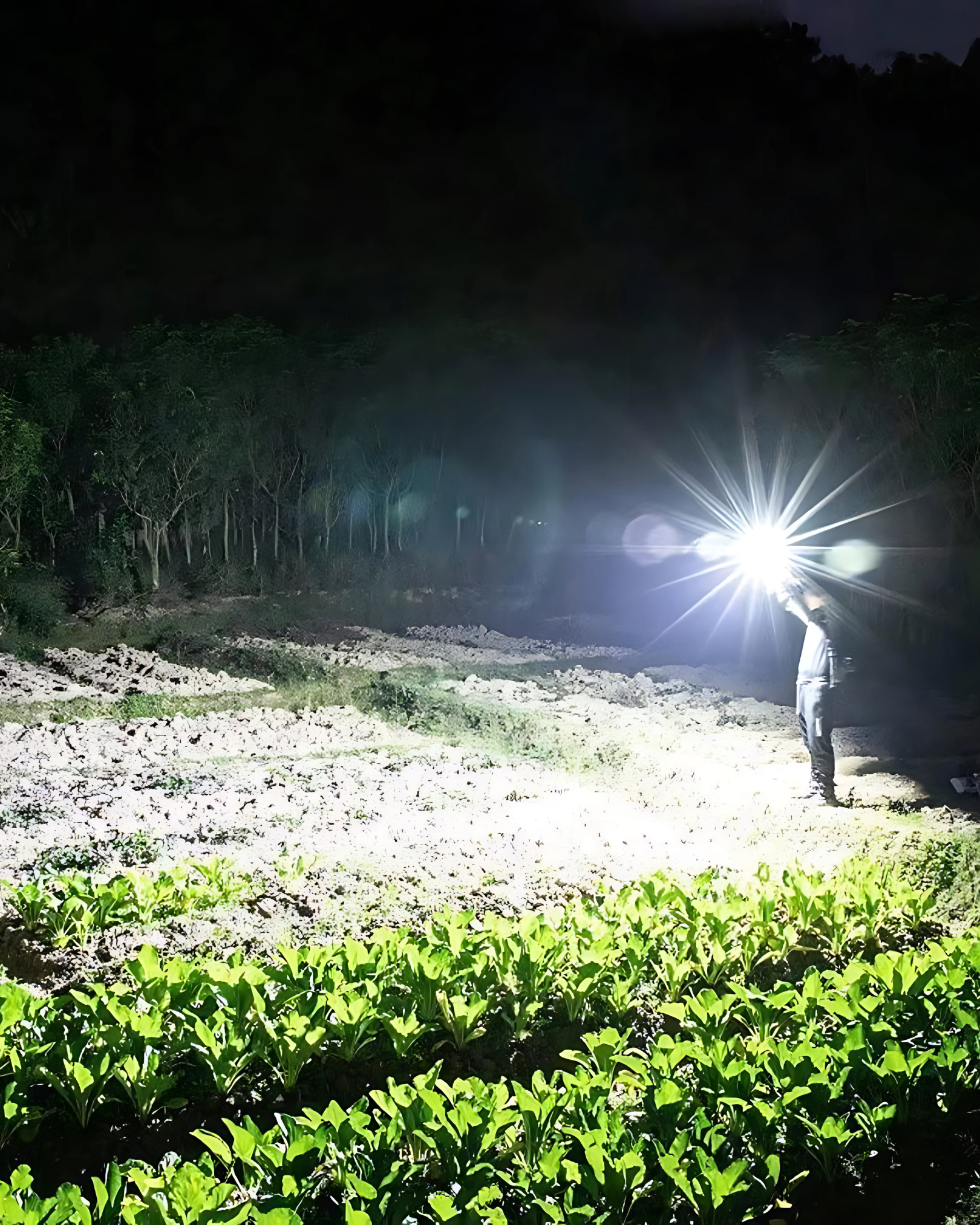 Person holding a flashlight in a dark outdoor setting with greenery